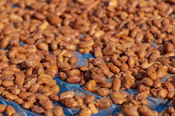 istock Drying raw Cocoa beans in the agricultural industry 1175719141