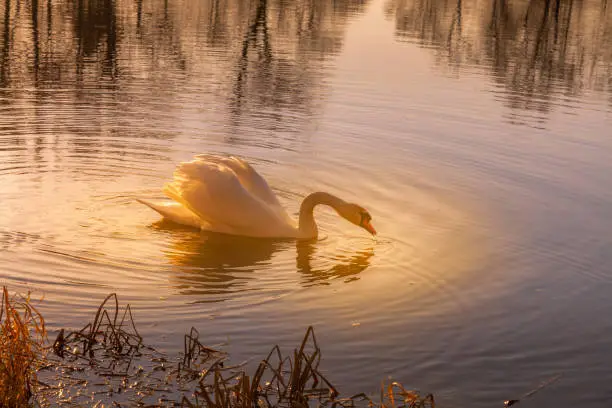 Graceful white mute swan in a shaft of golden light swimming on a pond or lake bending towards the water with mirrored reflection