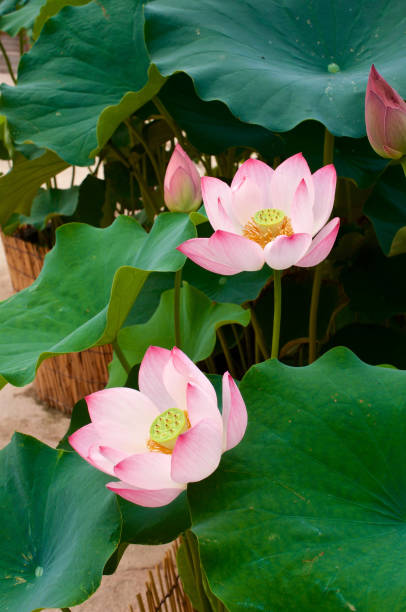 Pink lotus flower in summer
