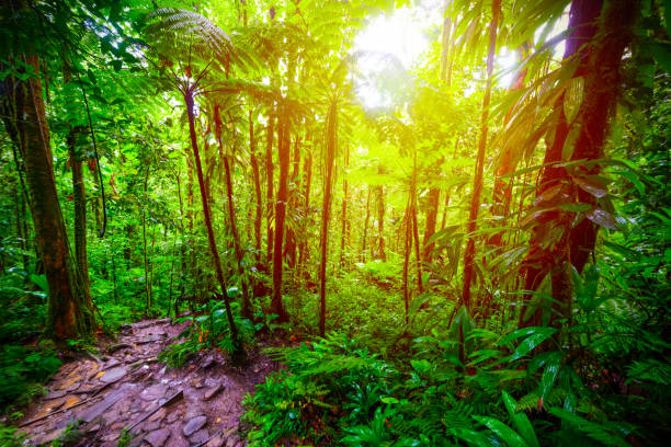 istock Sun shining over Guadeloupe  jungle 1175719292