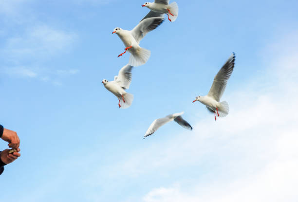 istock Hand Feeding Food To flying Seagull bird. 1175720256