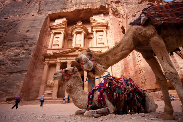 Camel in Petra