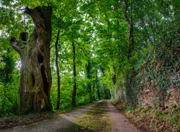 Old rural road between forests elderly and old stone walls, O Incio, Courel, Galicia
