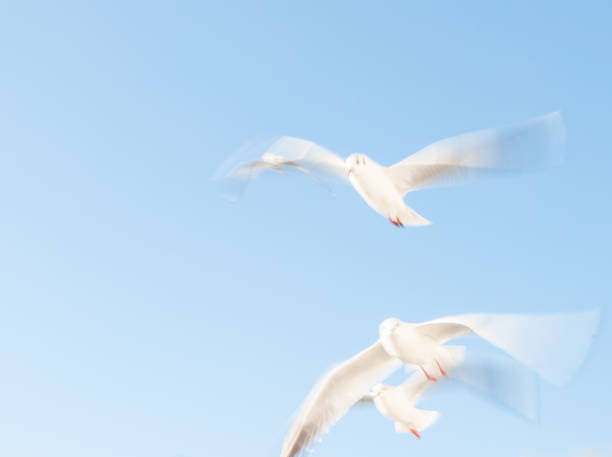 istock Seagull flying in the sky with wide open wings. slow shutter. 1175720892