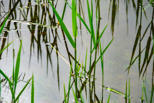istock green reed grass in the water, with reflection 1175720968