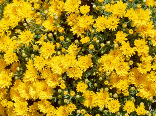 istock chrysanthemums many small bright colors carpet background 1175721033