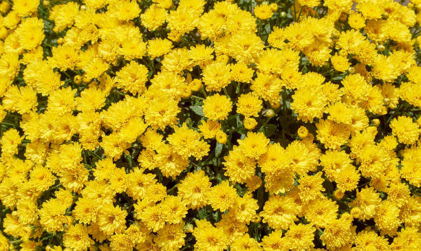 istock chrysanthemums many small bright colors carpet background 1175721035
