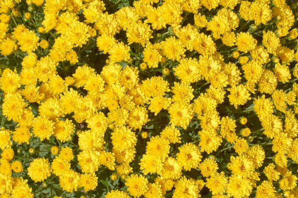 istock chrysanthemums many small bright colors carpet background 1175721080