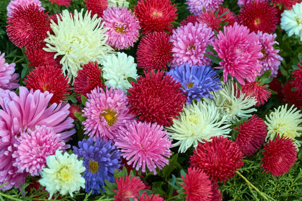 istock autumn aster flowers many small bright colors carpet background 1175721141