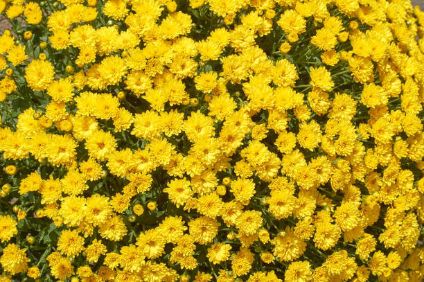 istock chrysanthemums many small bright colors carpet background 1175721269