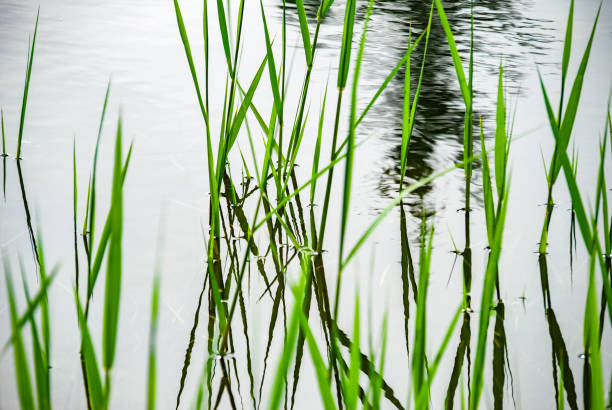 istock Green reed grass plants growing in the lake or clean water. reflection. 1175721313
