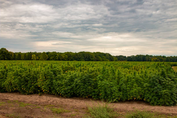 An industrial hemp field in Ontario Canada. Marijuana was recently legalized in Canada stock photo