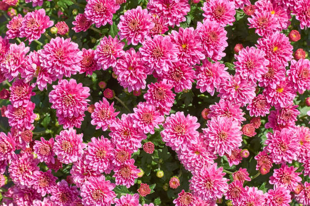 istock chrysanthemums many small bright colors carpet background 1175722169