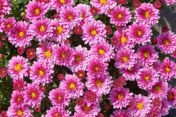 istock chrysanthemums many small bright colors carpet background 1175722183