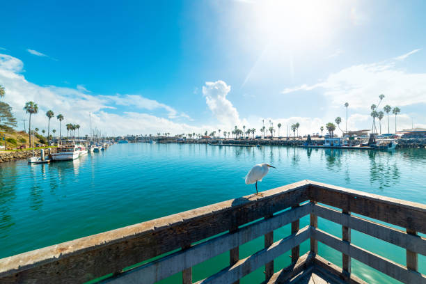 White heron on a wooden balustrade in Oceanside harbor