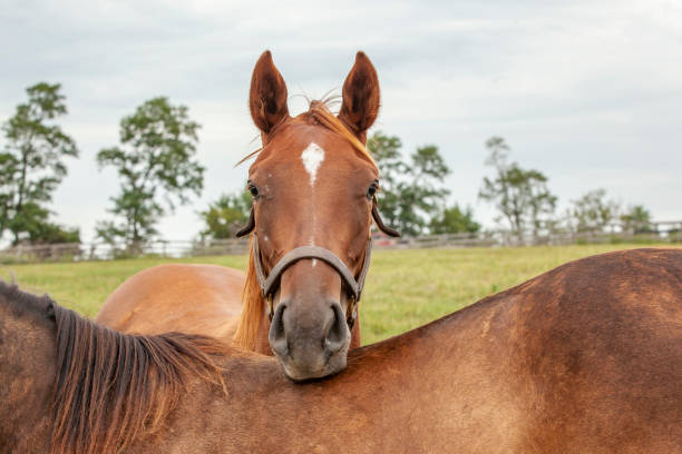istock A chestnut yearling horse looks over another one's back. 1175722829