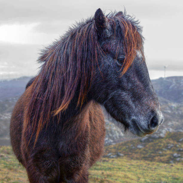 istock Wild horse isolated, side face 1175723357