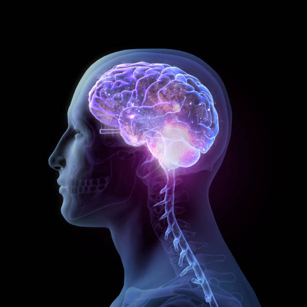 istock Side View of Enlightened Human Brain on Black Background 1175724123