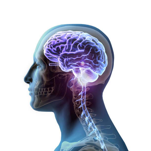 Side View of Man with Glowing Human Brain on White Background stock photo