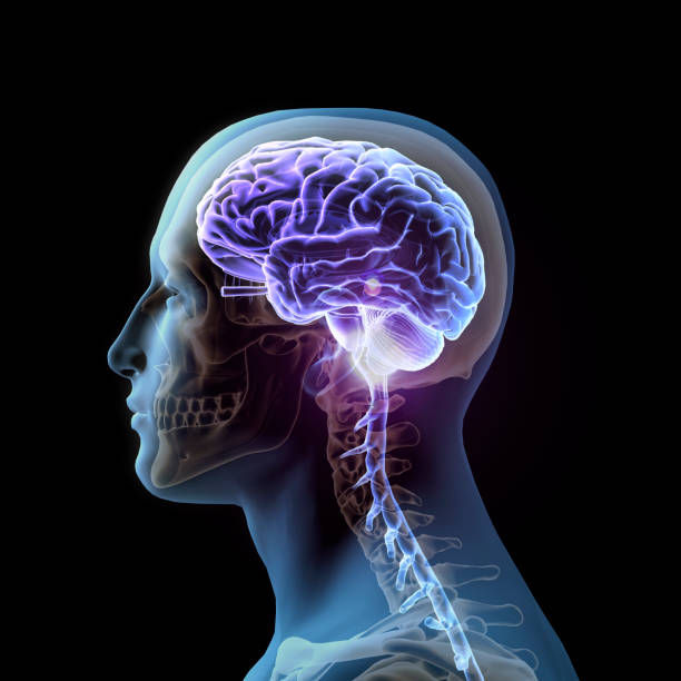 Side View of Human Head and Glowing Brain on Black Background stock photo