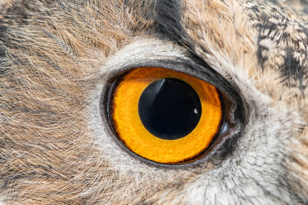 istock Eagle owl eye close-up, eye of the Eurasian Eagle Owl, bubo bubo 1175724453