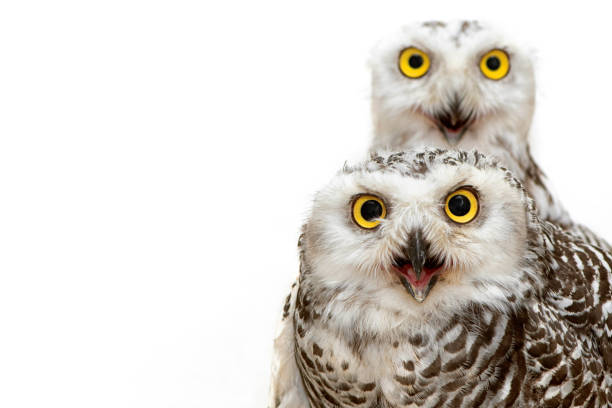 istock Two Snowy Owl on white background, Bubo scandiacus. Close Up 1175724454