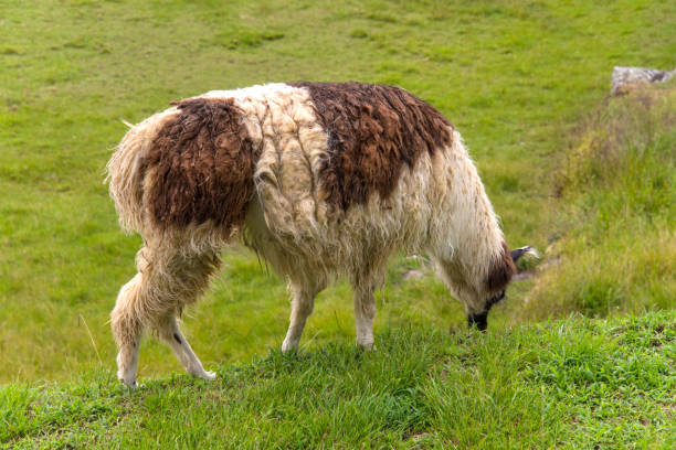 istock Alpaca is walking in Machu Picchu in Peru 1175724569