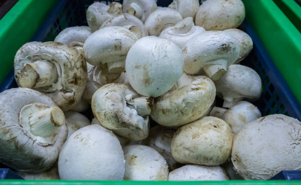 istock Mushrooms in super market 1175724651