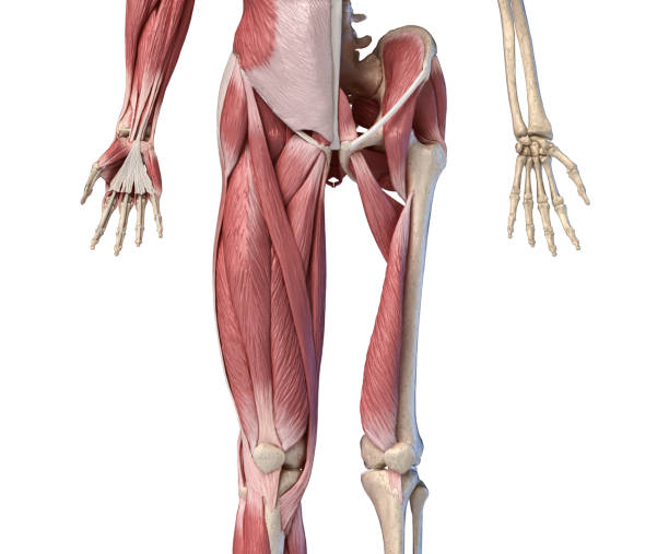 人間の男性の解剖学、手足と股関節の筋肉および骨格系、正面図。 - external oblique ストックフォトと画像