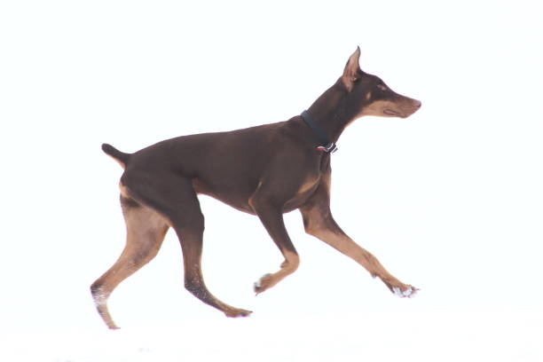 istock Brown doberman pinscher running on snow 1175725488