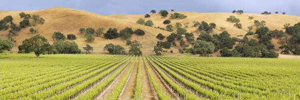 Vineyard Landscape - Spring Santa Barbara County has been a wine growing region since the late 1900’s. It is home to more than 115 wineries and 21,000 acres of vineyards known for their Chardonnay, Pinot Noir and Rhone varietals. Many of the vineyards are surrounded by rolling hills, winding roads and oak trees. vineyard california santa barbara county panoramic stock pictures, royalty-free photos & images