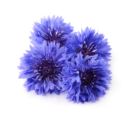 Blue cornflower herb isolated on white background