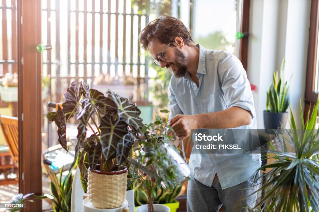 Man watering plants at home Watering Stock Photo