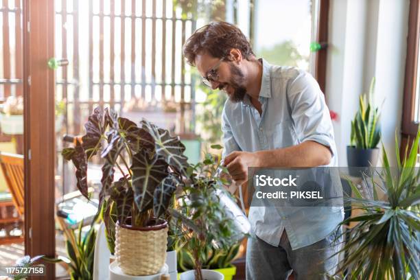 Man Watering Plants At Home Stock Photo - Download Image Now - Watering, Plant, Houseplant