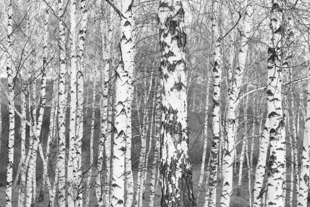istock Young birch with black and white birch bark in spring 1175727348