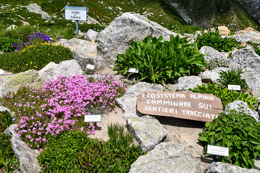 Courmayeur, Aosta / Italy - July 08 2019: Details of the Alpine Botanical Garden Saussurea, located at Pavillon cable car station, with a wooden sign that says: \