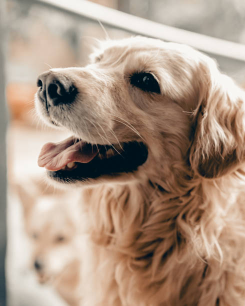 istock My old friend is happy 1175727505