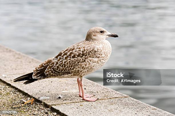 Young Gaviota Foto de stock y más banco de imágenes de Gaviota argéntea - Gaviota argéntea, Animal, Animal joven