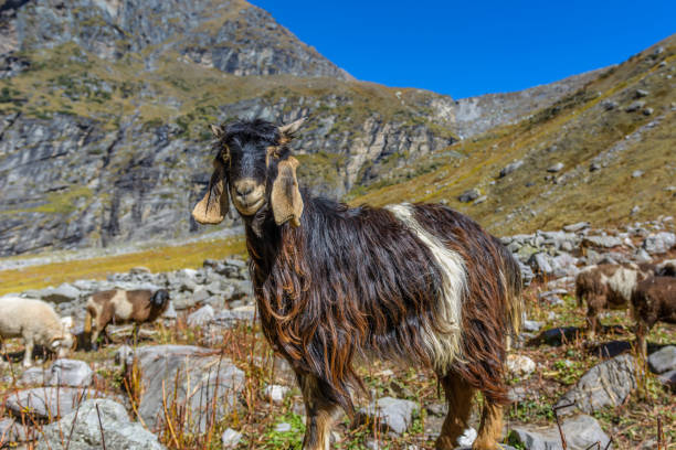 istock Portrait of a mountain goat. 1175730817