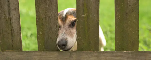 Photo of Cute Little Jack Russell Terrier dog 12 years old. Doggie squeezes his nose through the fence opening