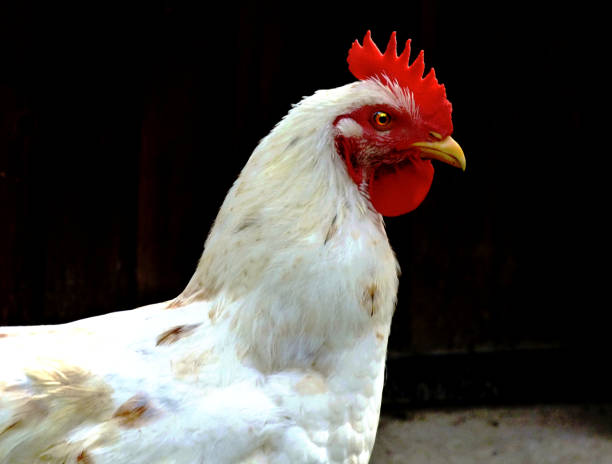 istock young rooster head profile view with dark barn background 1175737162