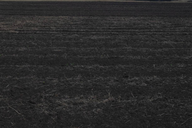 istock empty black soil with small dry bunches of yellow grass and even stripes from tractor operation. 1175742731
