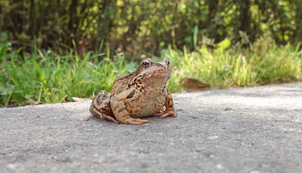 istock Common water frog on the pavement. Amphibian class 1175743963