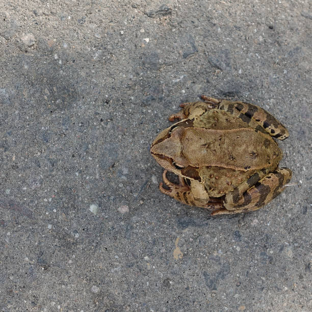 istock Common water frog on the pavement. View from above 1175743991