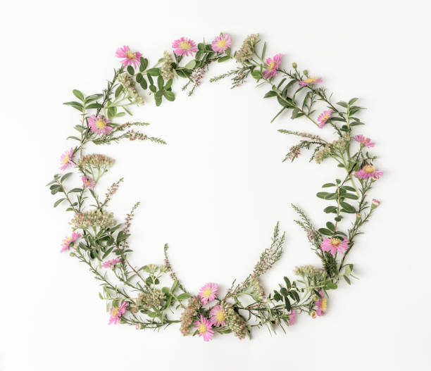 istock Wreath frame with pink daisies, heath, branches and leaves on white background. Flat lay style. Overhead view. Copy space. 1175744178