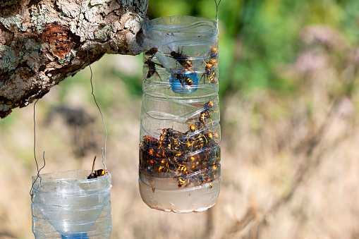 Homemade traps to fight the invasion of the Asian giant hornet in Spain. In order for the Asian giant hornets to fall into the trap, the attractive liquid must consist of water, sugar and fresh yeast, not baking powder.