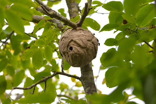 Asian giant hornets nest atop a walnut tree in Spain.