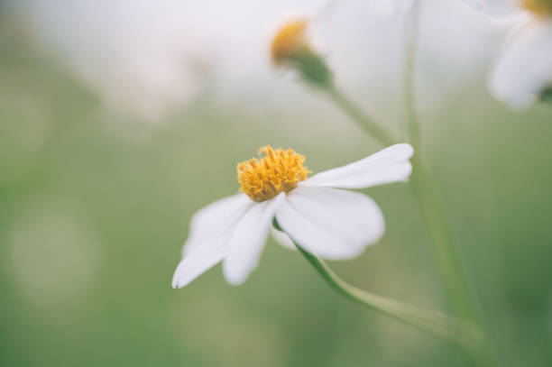 istock beautiful macro of flower and bee 1175745495