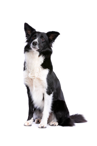 istock black and white border collie 1175747008