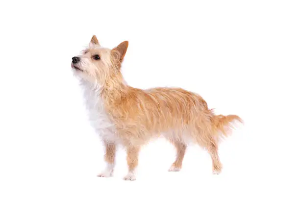 portugese podengo pequeno dog in front of a white background